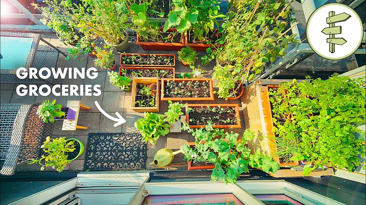 Tiny Space, Big Harvest – How to Grow Food in a Small Garden thumbnail