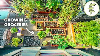 Tiny Space, Big Harvest – How to Grow Food in a Small Garden