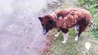 Left behind after 8 years of loyalty, she still believes her owner will return to fetch her