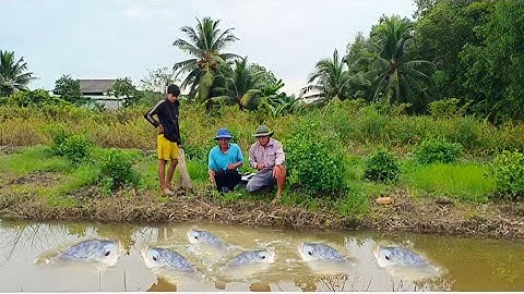 Đụng bầy cá rô phi khủng ở vườn chanh bỏ hoang. Toàn là cá khủng dính con nào đáng con đấy....