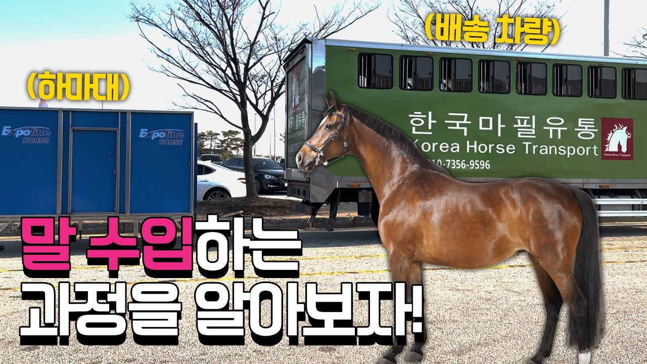 Importing Horse ( 말 수입 하는 과정을 알아보자 !!!) YouTube