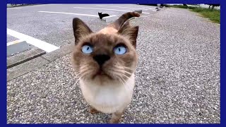 旅先で撮った猫の動画まとめて一挙配信
