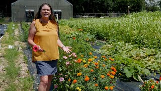 Get It Growing: Cut flowers in vegetable gardens