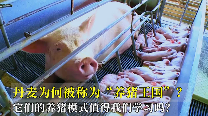 丹麦为何被称为“养猪王国”？它们的养猪模式值得我们学习吗？ - 天天要闻