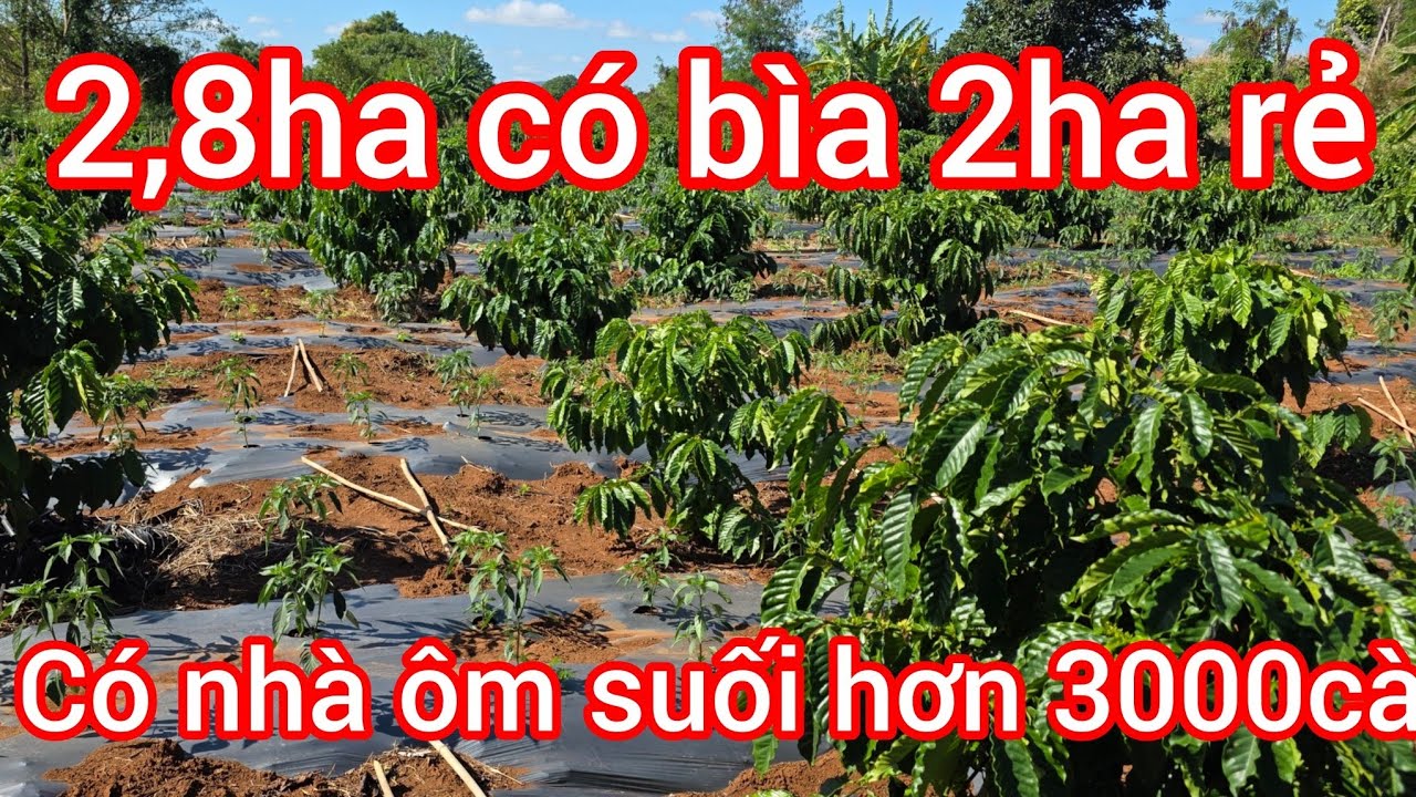 Đã bán lô đất hơn 3000 cà phê mấy trăm cây tiêu 