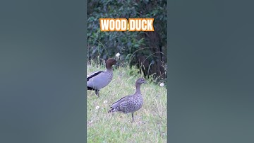 Describing an Australian Wood duck. 🦆 #natureexposed #shortvideo #woodducks  #duck #wildduck
