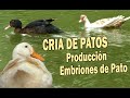 CRIA DE PATOS PRODUCCION DE EMBRIONES DE PATO