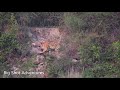 Tigress with Kill, Outskirts of Corbett National Park