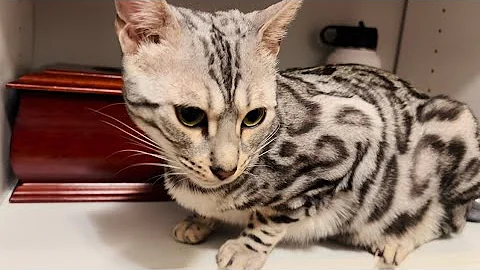 Video 11822831: snow lynx bengal, gorgeous silver bengal, cat meowing, tiny meows, kitty