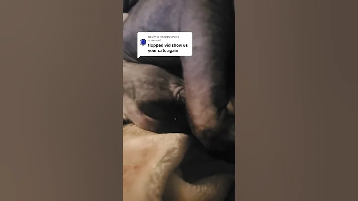 Watch the video about Only posting cat videos from now on #meme #cat #catshorts #sphynx #sphynxcats #silly #sleepingkitty