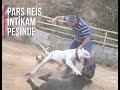 DOGOARGENTİNO VS CANECORSO NARKOZ BUSEFER PABLOYA YETER DEDİ PARS REİS ARADAN İNTİKAM İÇİN YAPIŞTI