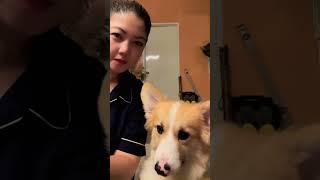 It was a good night. #corgi #corgioftheday #puppy #corgilife