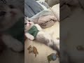 Meet My Adorable Kitten in a Green Outfit! 🐾 #CuteCat #KittenLove #PetVlog
