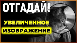 Только самый внимательный пройдет этот тест! / Занимательные Тесты #2