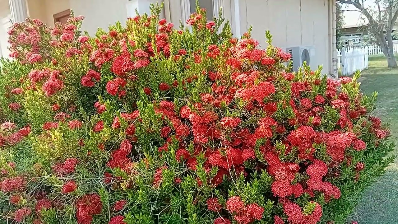 A Little Joy with the Garden