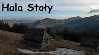 Hala Stoły (Krokusy w Tatrach, Dolina Kościeliska)