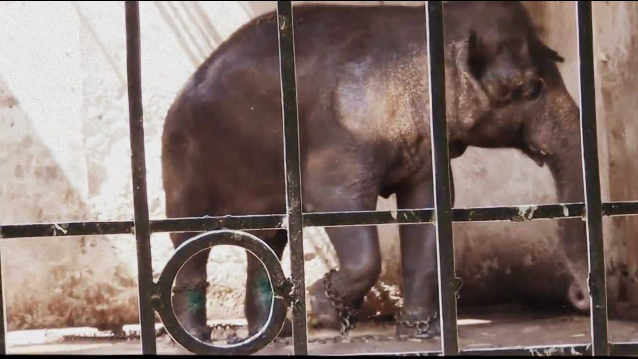 Mantislive- Quick Visit to the Islamabad Zoo