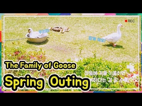 The Family of Goose Spring Outing (거위가족 봄 나들이)