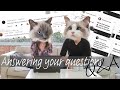 Q&A answering our followers questions | 1K subscribers | Ragdolls Pixie and Bluebell