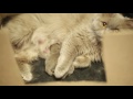 British Longhair kittens の動画、YouTube動画。