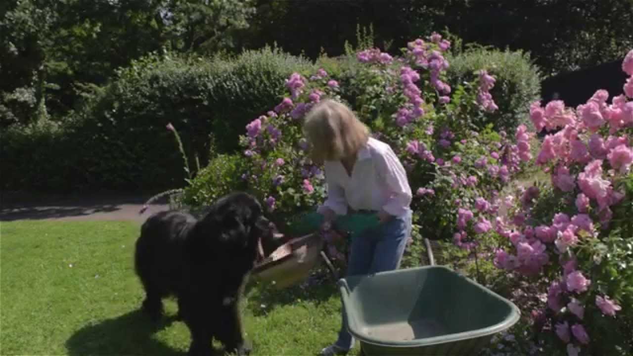 Chloe the Newfoundland Gardening Assistant and Home Help