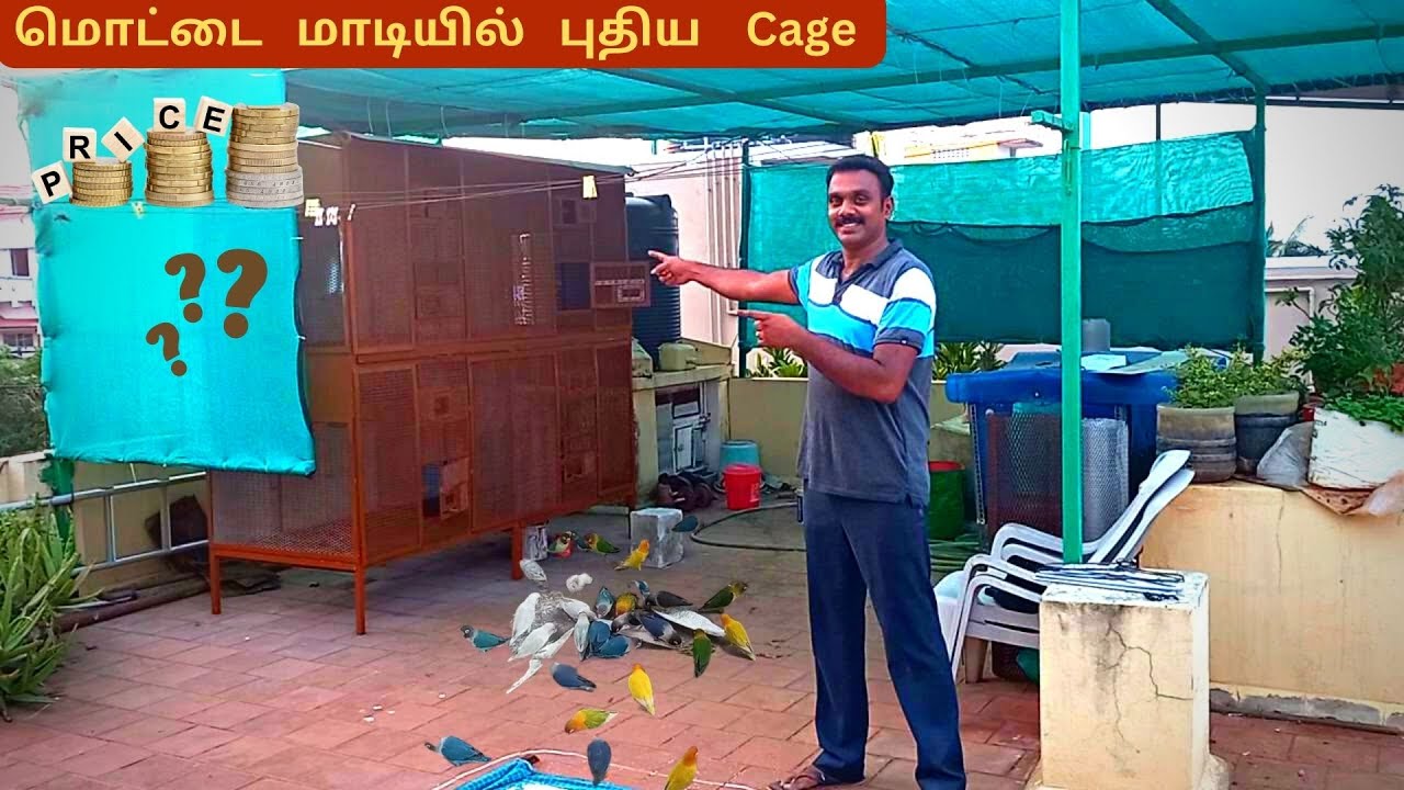 மொட்டை மாடியில் புதிய Cage for birds open aviary new cage vinvin birds Tamil YouTube