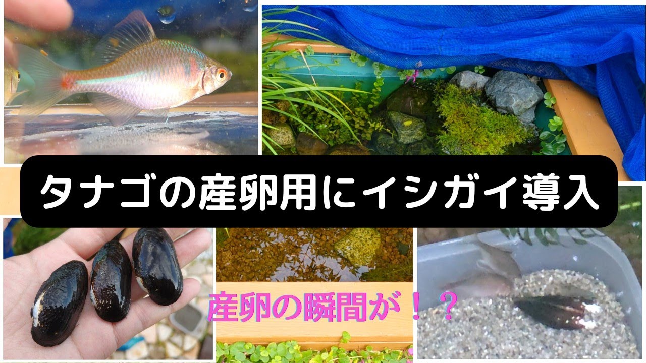 ビオトープ】タナゴの産卵用にイシガイ導入 - YouTube