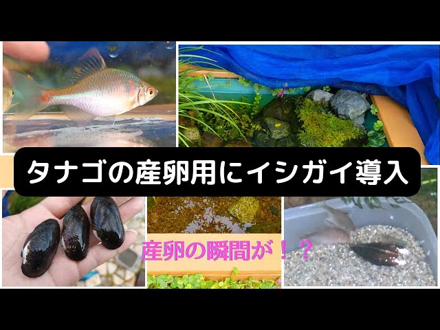ビオトープ】タナゴの産卵用にイシガイ導入 - YouTube