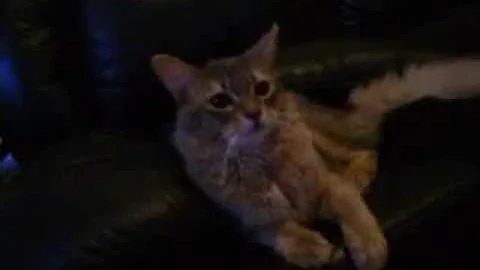 Video 2150771: somali cat playing