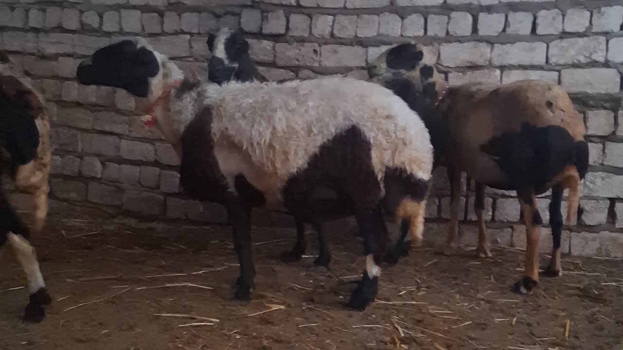 ت 31/8 عرض الديناصورات النوادر وبس البرديسي وجمالو رؤاخى المواليد اتفرج واحكم 01119110267 