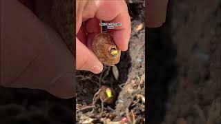 Is it too late to plant daffodils bulbs for spring blooms? Zone 7b #shorts #gardening #flowers