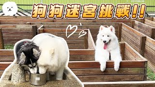 【南瓜PUMPKIN】狗狗挑戰『迷宮』 雪橇犬的方向感很好？！桃園寵物公園開箱！(薩摩耶Samoyed)