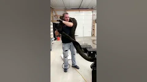 Reticulated Python Coming Out Of The Bath #shorts