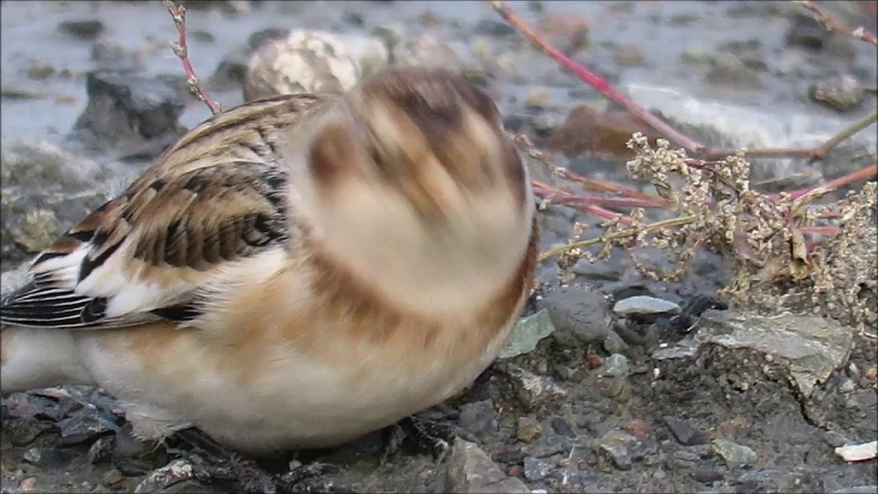 Snow Bunting Fornebu 31 October 2017 camera iphone 8 plus apk