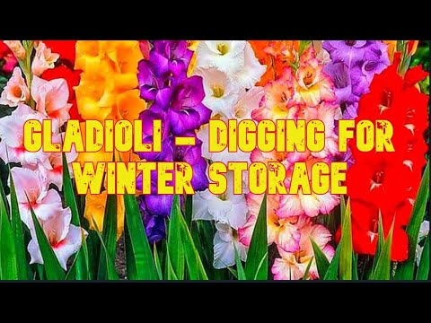 Video: Geheime van die berging van gladioli tuis in die winter