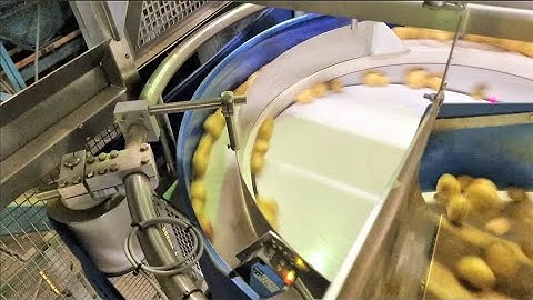 Calibratrice ottica Visar Sortop con alimentatore Revolution