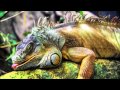 Austero  iguana get high