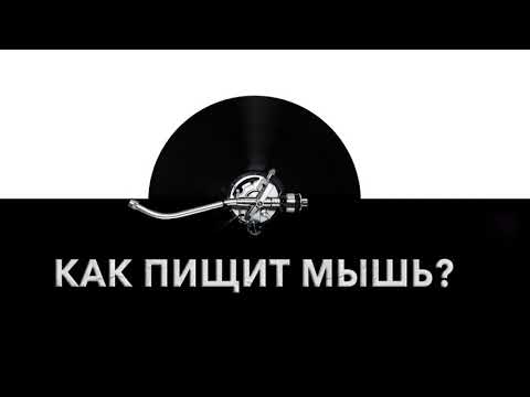 Как пищит мышь? 🐭 Звук пищащей мыши и какие звуки издает мышь