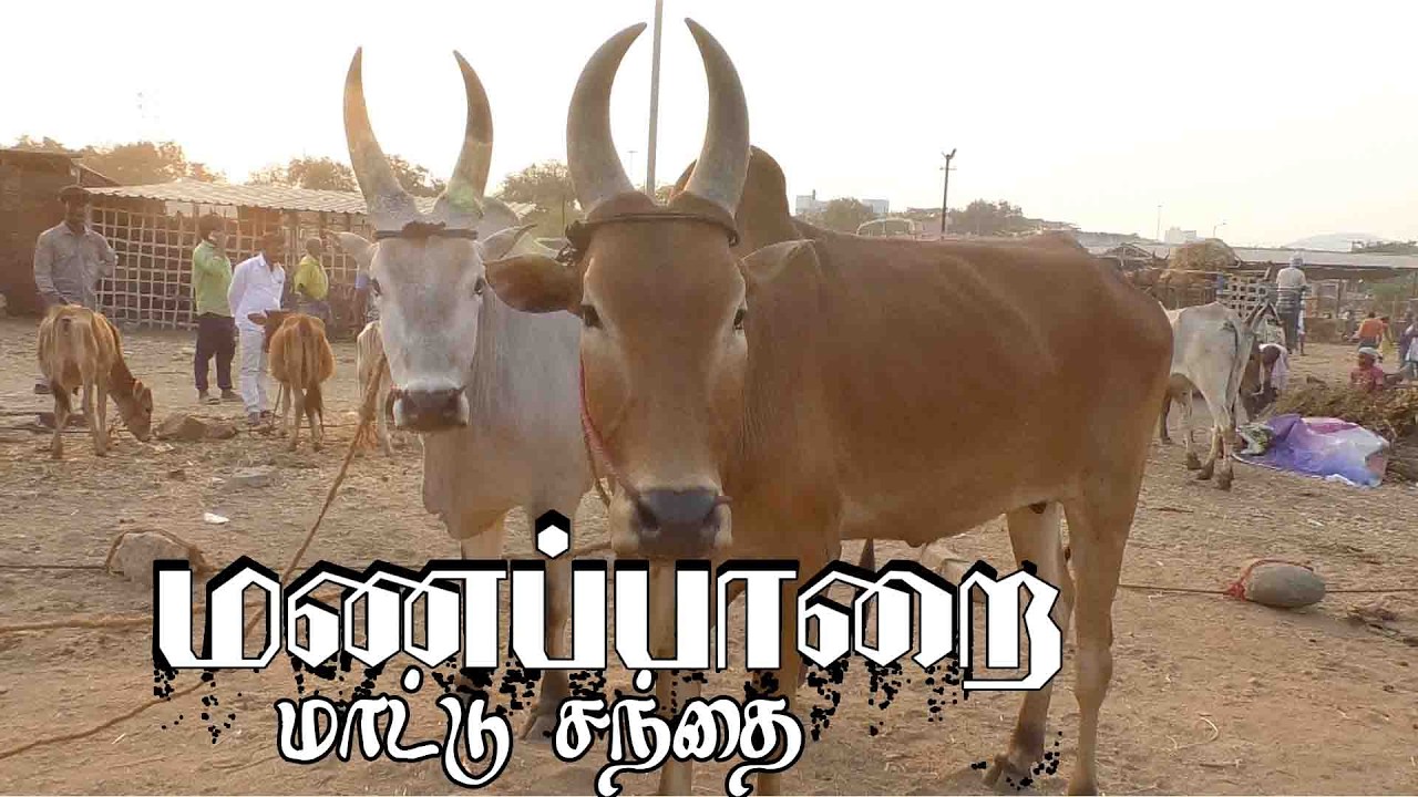 3.3.2026 | Manapparai mattu santhai | மணப்பாறை மாட்டு சந்தை
