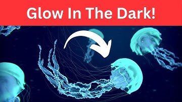 How Animals Create Their Own Light?