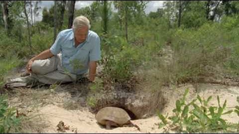 The Gopher Tortoise