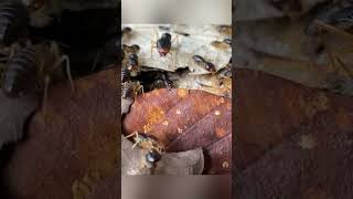 #creativesurvival #ants #antcolony #insects #bamboo1 screenshot 4