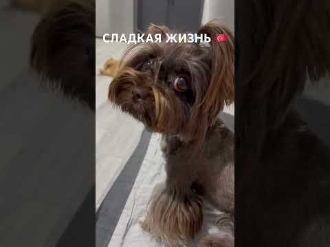 КОРОТКО О ЖИЗНИ 🇹🇷#türkiye #shorts #хочувтренды #житьвтурции#köpek #кот