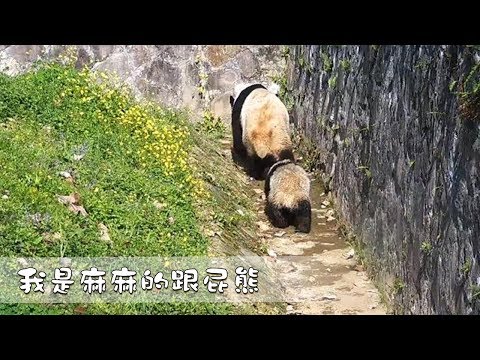 《熊貓早晚安》我是麻麻的跟屁熊！| iPanda