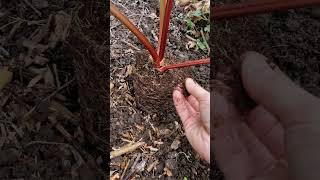 Planting Rhubarb Fultons Strawberry Surprise
Thank you for watching and listening!
This was recorded on the 31st of March, 2026, in SW Scotland.
Grow food, not lawns.
A reminder that my books are available at the link below (and on Amazon), in case youre interested in reading.
https://crinalcristea.gumroad.com/
We have a few hundreds of hazel saplings to go out bareroot this spring. Please message me if you are interested in buying some.
We are based near Wigtown/Port William, in SW Scotland.
The English & Chinese bilingual special edition of Miss Camelia and the Hugelkultur Mound is £30 (packing and postage to the UK is included). The pricing might increase in the future, depending on printing and postage costs.
For special edition print orders, contact me at
crinalcristea@gmail.com
The ebook bilingual edition is available online for £2.99
https://www.amazon.co.uk/dp/B0DH8JF61F
The regular English edition is available here for £7.99
https://www.amazon.co.uk/Miss-Camelia-Hugelkultur-Mound-Found/dp/B08D4RPJSX/
_
BASIL AND THE WALTZ OF COLORS is available now in hardcover and digital formats here:
https://www.amazon.com/BASIL-WALTZ-COLORS-Crina-Ludmila-Cristea/dp/B09NRFYPS5
A British edition is also available here.
https://www.amazon.co.uk/gp/product/B0B6XQBG91/
https://crinalcristea.gumroad.com/l/BASIL_AND_THE_WALTZ_OF_COLOURS_BRITISH_EDITION
Some of my other books:
Miss Camelia:
https://www.amazon.co.uk/dp/B08D4RPJSX
Whispers:
https://www.amazon.co.uk/gp/aw/d/B07Q6Q49Z3/
If you require help with making your book(s) a reality, do contact me - I provide other writers, too, with my design and formatting services.
My website:
https://lilybloomwriter.wixsite.com/officialwebsite
Instagram:
https://www.instagram.com/crinaludmilacristea/
If you enjoy my videos, you can now buy me a coffee, if you wish to do so:
https://www.buymeacoffee.com/crinalcristea
paypal.me/CrinaCristea Planting Rhubarb Fultons Strawberry Surprise