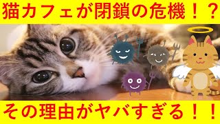 【超絶悲報】猫カフェが閉鎖の危機！その理由がヤバすぎる・・・！