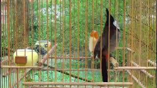 Kutilang Thailand Gacor