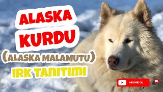 Alaska Kurdu (Alaska Malamutu) - Irk Tanıtımı