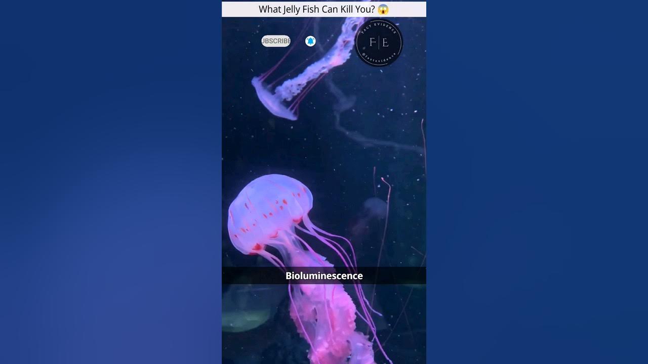 What Jelly Fish Can Kill You? 😱 shorts youtubeshorts shortsvideo 
