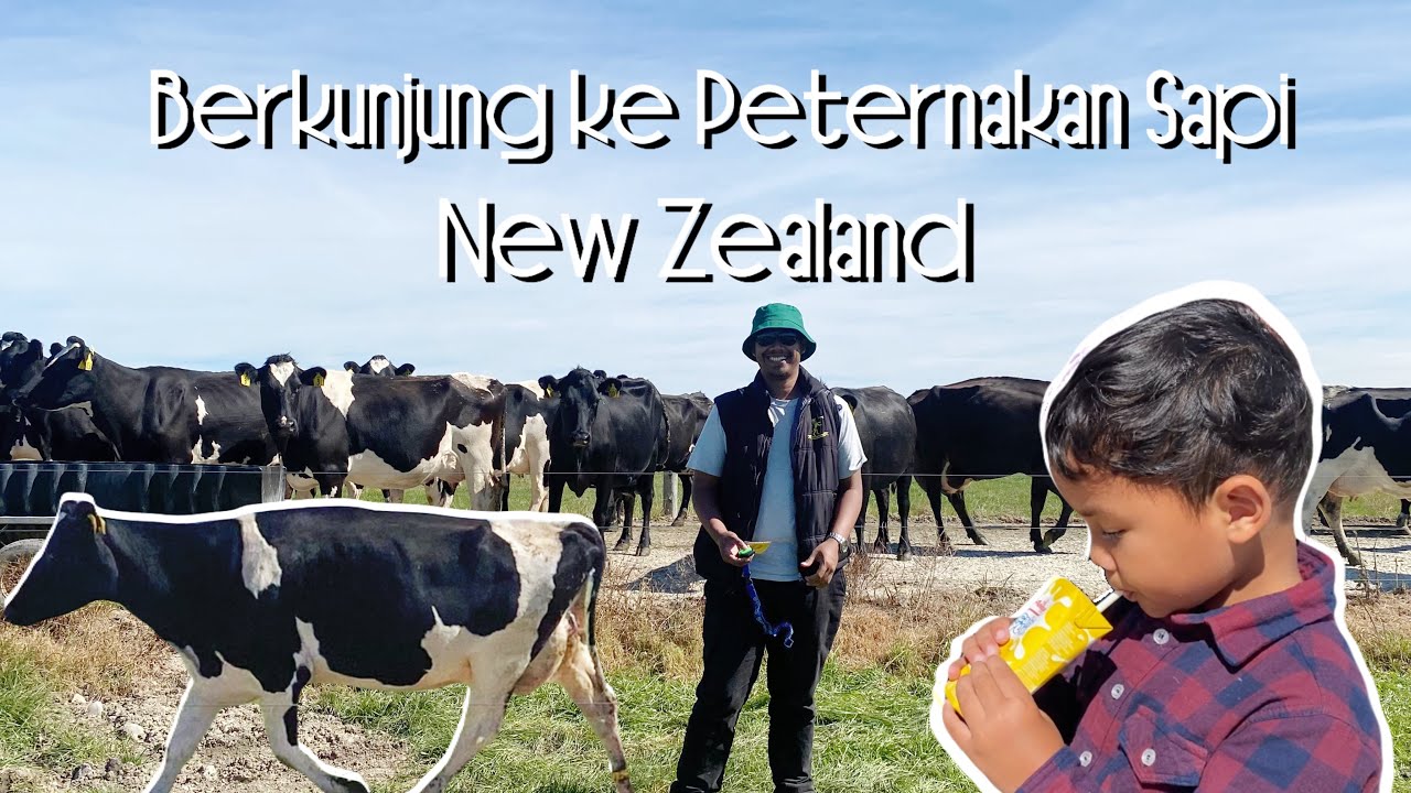 Farming Sapi Open Farm NZ ke Peternakan Sapi | Minum Susu Langsung Dari Pabriknya ...